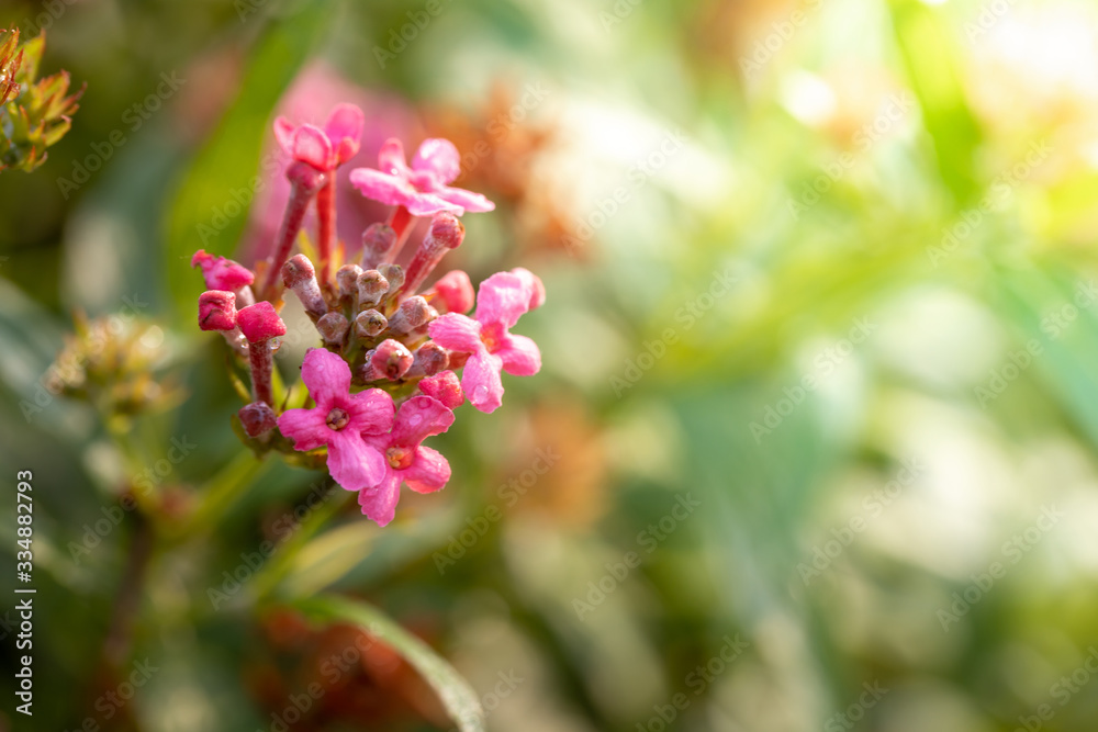 The background image of the colorful flowers The background image of the colorful flowers