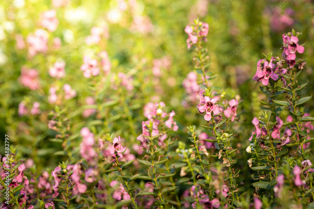 The background image of the colorful flowers