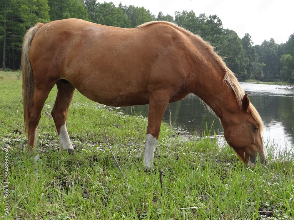 Obraz premium horse, animal, farm, brown, grass, foal, field, mare, pasture, grazing, nature, meadow, horses, mammal, pony, equine, green, rural, stallion, ranch, summer, mother, mane, landscape, baby