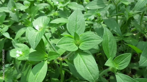 Wallpaper Mural Weeds green in the nature background. Borreria alata grass or javanese called as udel-udelan. Torontodigital.ca