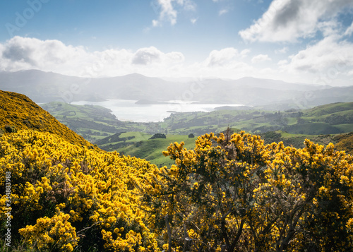 View on beautiful valley with interesting yellow foliage in foreground shot at Banks Peninsula, New Zealand
