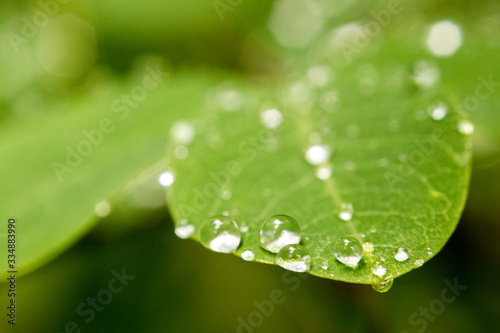 Big drops of water collecting on a green leaf with shallow depht of field