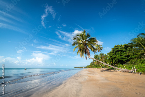 Coconut trees on the peaceful and beautiful beach of Japaratinga  Maragogi  Alagoas  Brazil on April 6  2019
