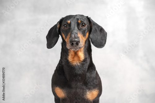 Portrait of a serious obedient black and tan dachshund dog sitting isolated on gray background, looking at camera, waiting for a walk, owner or yummy. Puppy on excerpt training. © Masarik