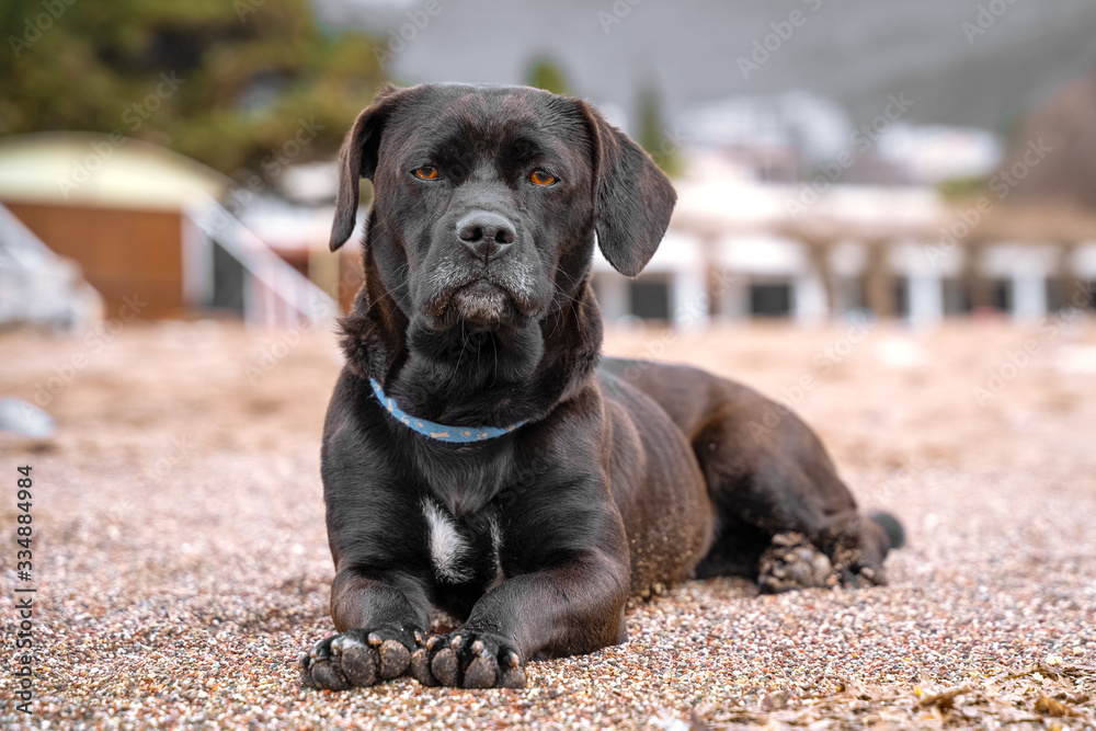 Obedient big black half breed mongrel dog in blue collar with noble look lazily lies on sand on city beach, blurred background with garage and sunshade tent. Walk with pet in fresh sea air at weekend Obedient big black half breed mongrel dog in blue collar with noble look lazily lies on sand on city beach, blurred background with garage and sunshade tent. Walk with pet in fresh sea air at weekend