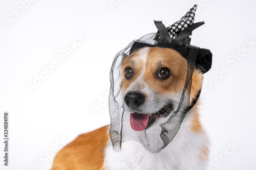 Fototapeta Naklejka Na Ścianę i Meble -  Portrait of cute smiling welsh corgi pembroke or cardigan dog in black spotted pointed hat headband with a ribbon bow and veil on white background. Halloween cosplay party costume of witch for pets.