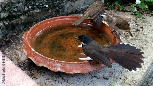 Pantail Flycatchers and Yellow vented bulbul with cool water photo