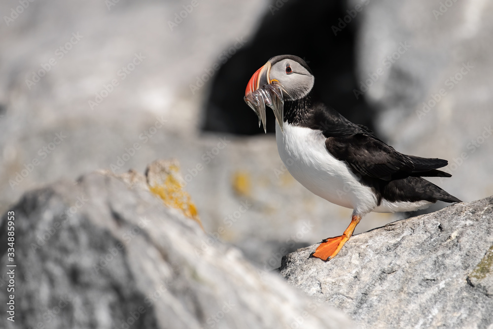 Fototapeta premium Atlantic Puffin off the coast of Maine 