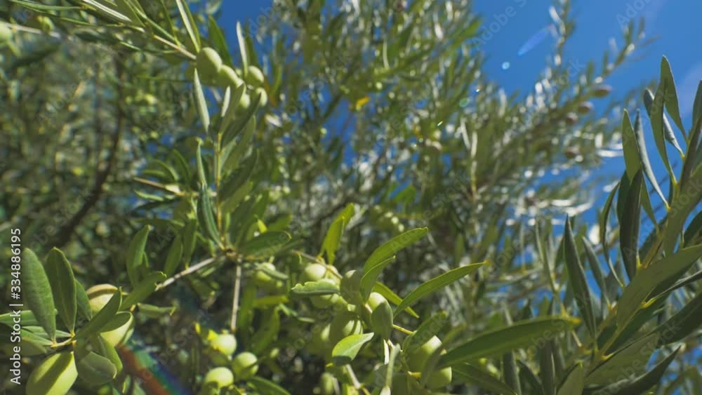 Olives falling from tree on plantation Olives falling from tree on plantation