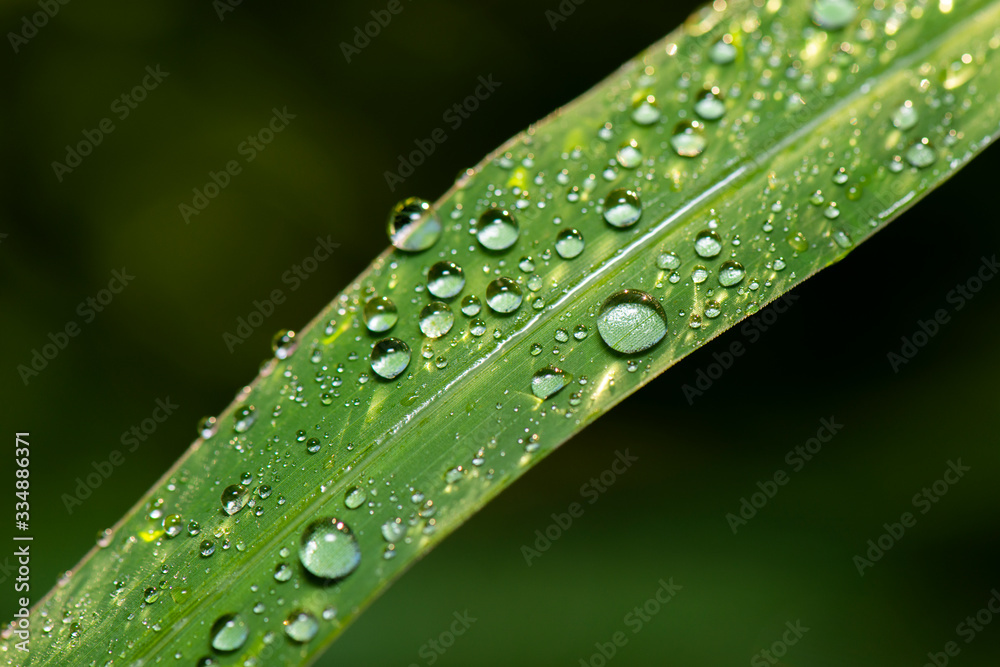 Detailed close up of a nature background Detailed close up of a nature background