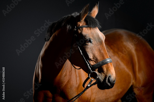 Portrait of bay horse with classic bridle isolated on black background © sheikoevgeniya