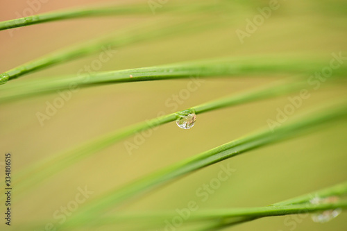 Detailed close up of a nature background