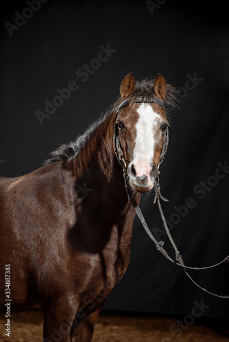 Portrait of a small beautiful dark Bay pony isolated on a dark background. Shetland pony