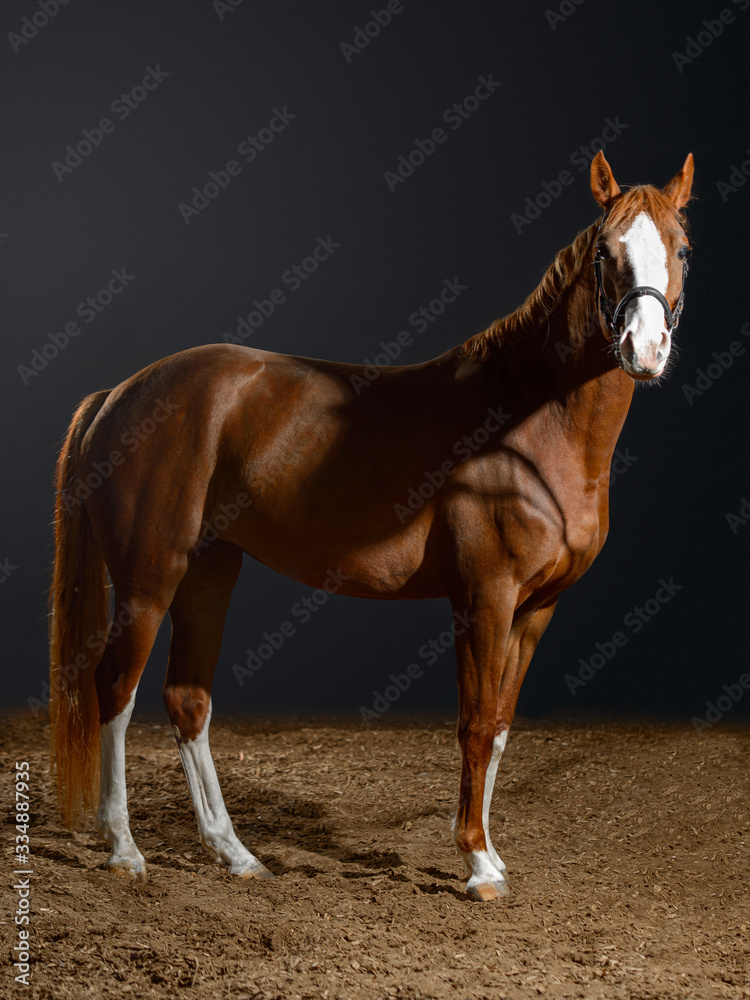 Obraz premium Portrait of bay horse with classic bridle isolated on black background