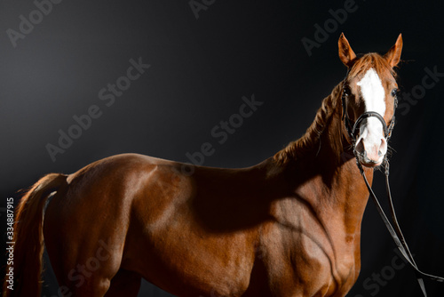 Fotografija Portrait of bay horse with classic bridle isolated on black background