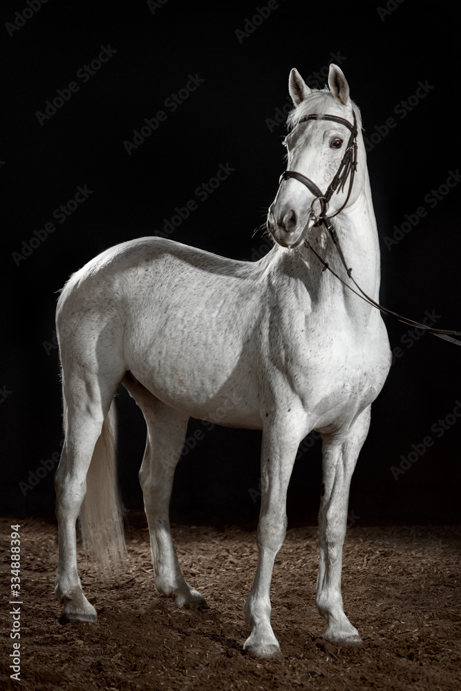 Obraz premium beautiful white horse portrait with classic bridle isolated on black background