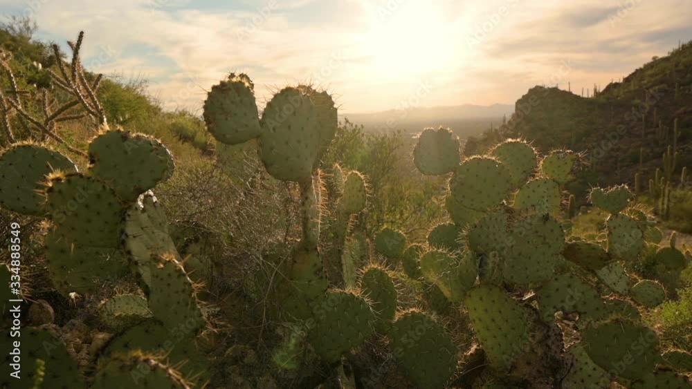 Green Cactus Plants Moving With The Wind In Slow Motion At Tucson Mountain Park In Arizona At Sunset - Closeup Shot