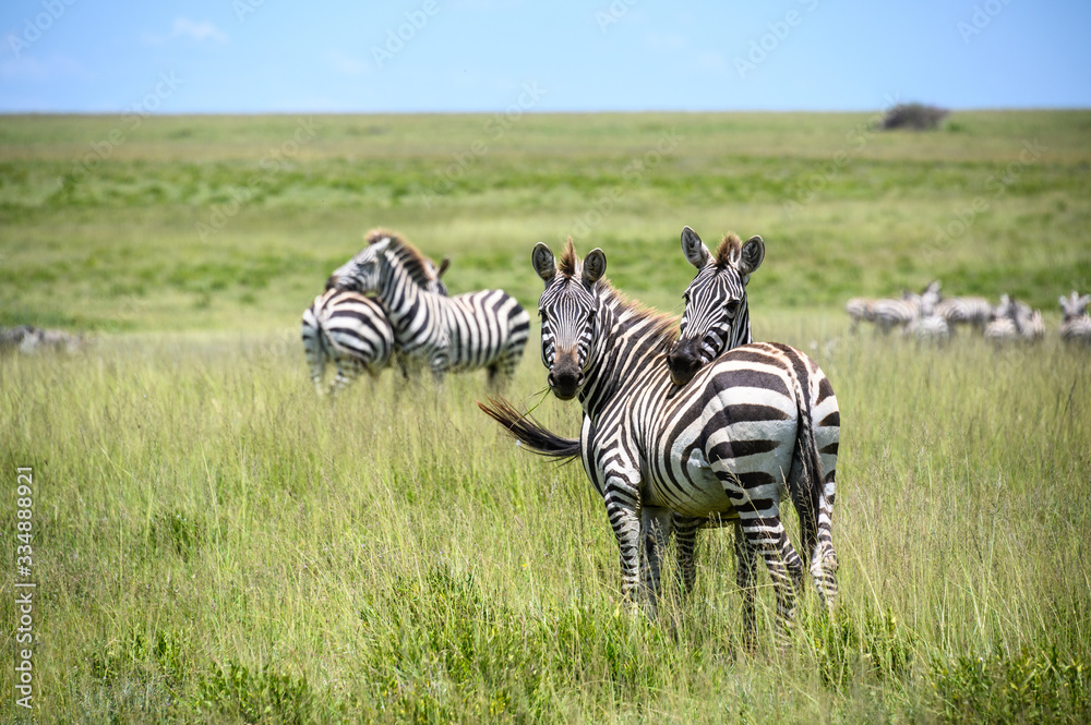 Naklejka premium Zebras relaxing during the great migration, Serengeti National Park, Tanzania 