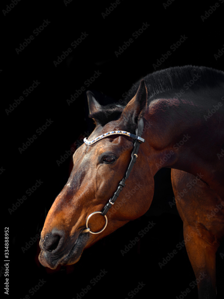 Fototapeta premium Portrait of bay horse with classic bridle isolated on black background