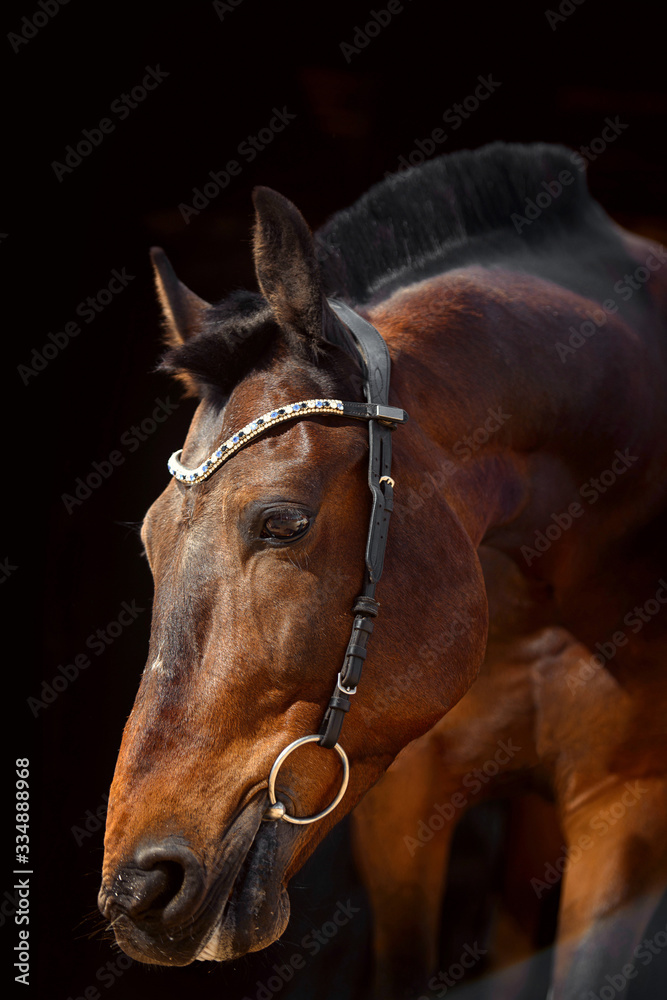Portrait of bay horse with classic bridle isolated on black background Portrait of bay horse with classic bridle isolated on black background