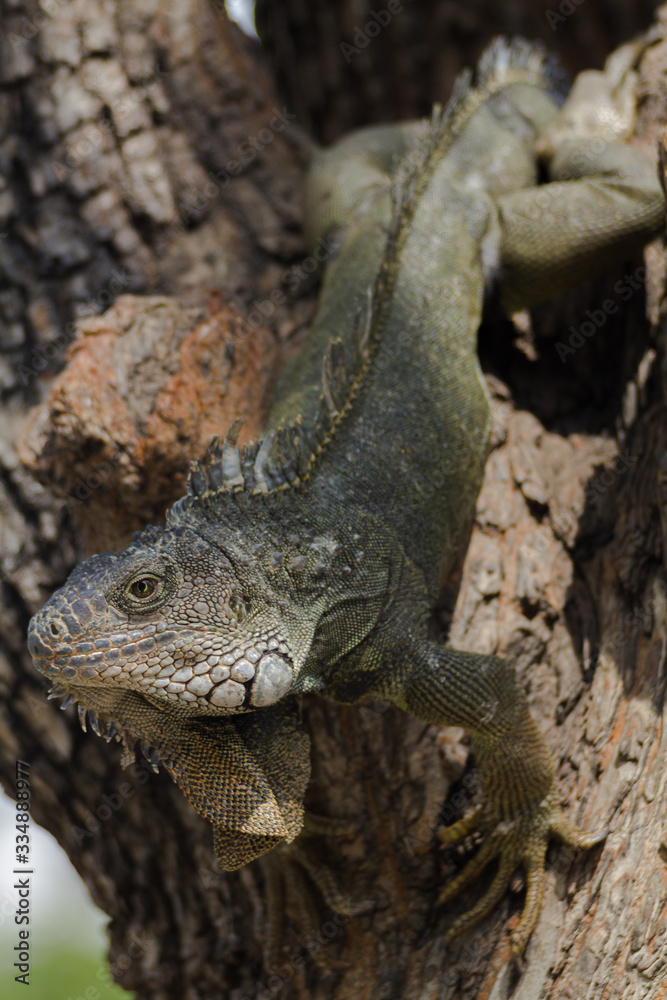 iguana on rock iguana on rock