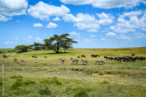 Zebra and wildebeest grazing during the great migration, Serengeti National Park, Tanzania 