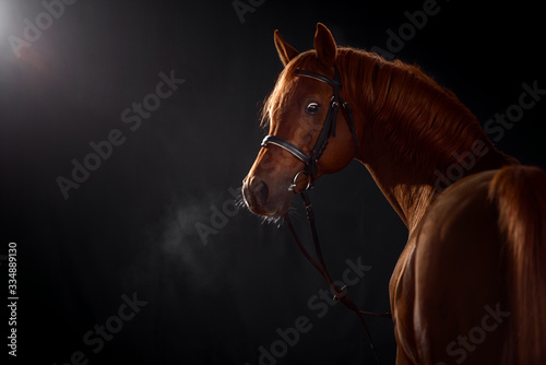 arabian horse portrait with classic bridle isolated on black background photo