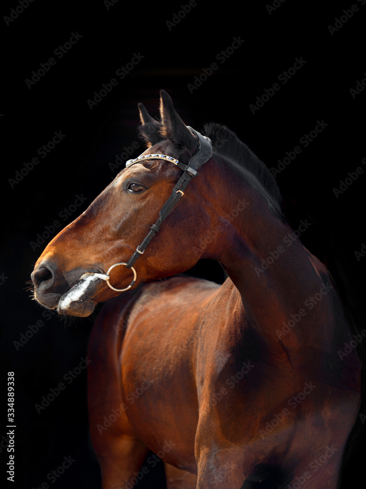 Fototapeta premium Portrait of bay horse with classic bridle isolated on black background