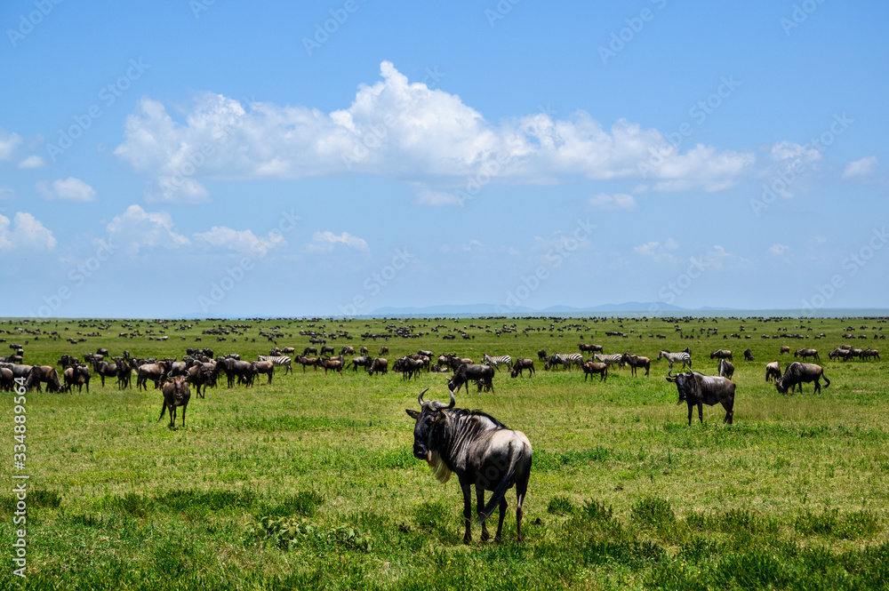Wildebeest grazing during the great migration, Serengeti National Park, Tanzania
Wildebeest grazing during the great migration, Serengeti National Park, Tanzania