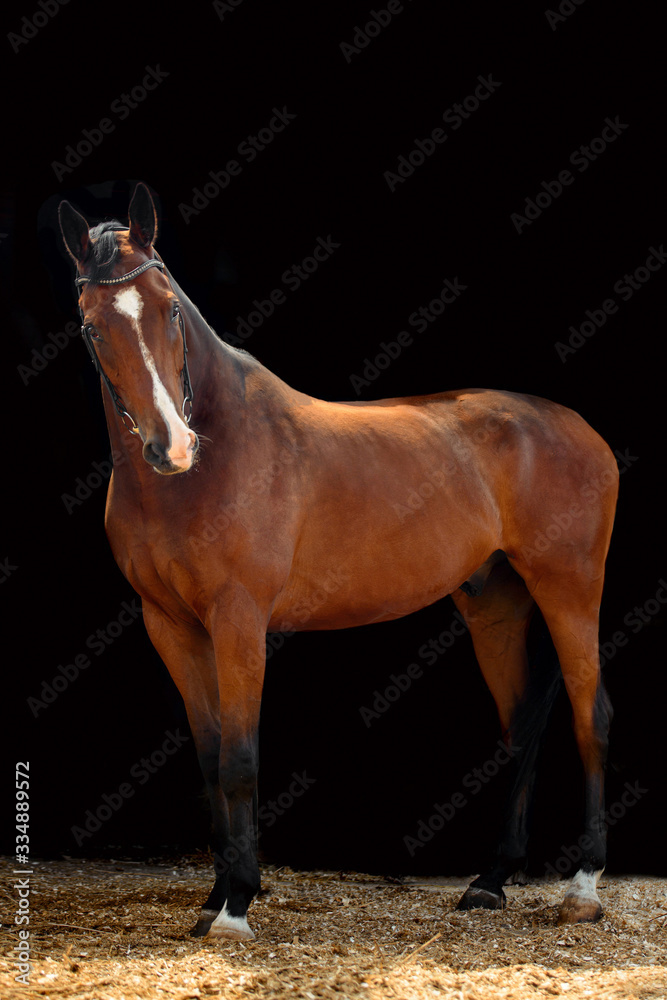 Obraz premium Portrait of bay horse with classic bridle isolated on black background