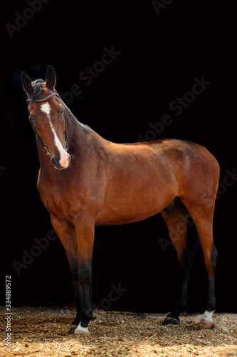 Portrait of bay horse with classic bridle isolated on black background © sheikoevgeniya