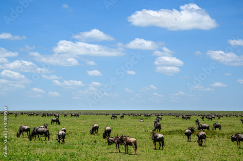 Wildebeest grazing during the great migration, Serengeti National Park, Tanzania 