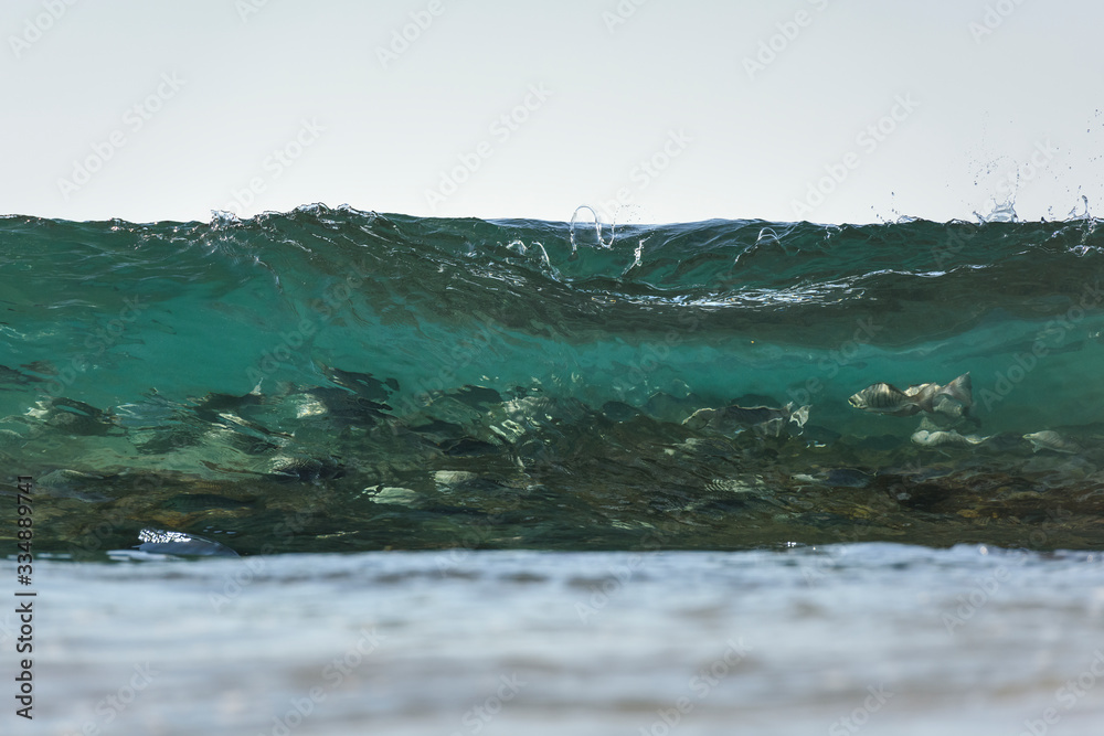 Group of fish swimming in the breaking wave, Australia