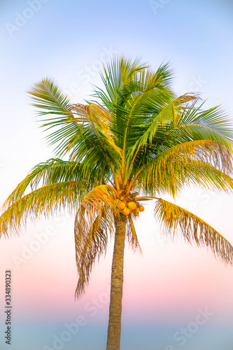 palm tree and coconuts at sunset