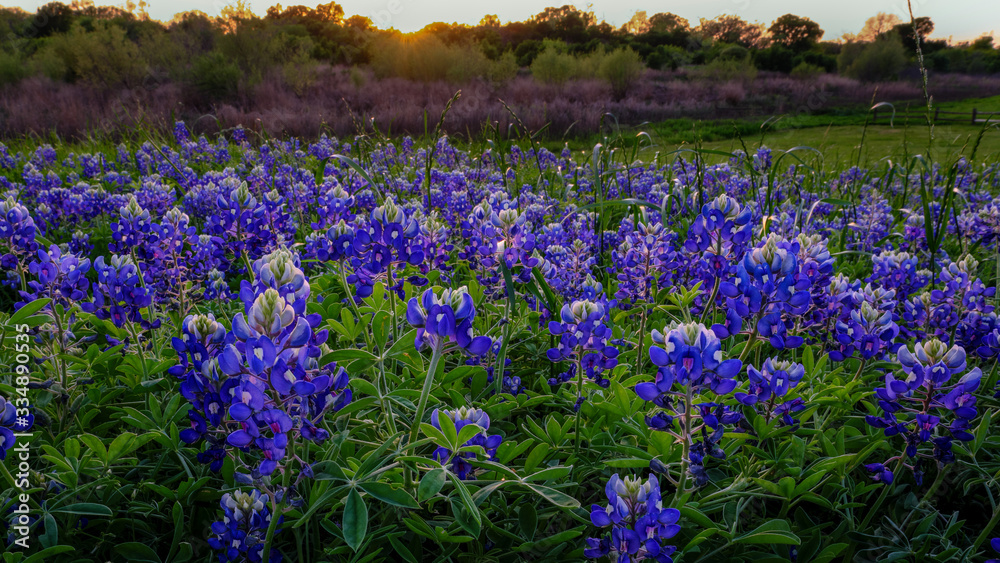 Obraz premium Texas Bluebonnet