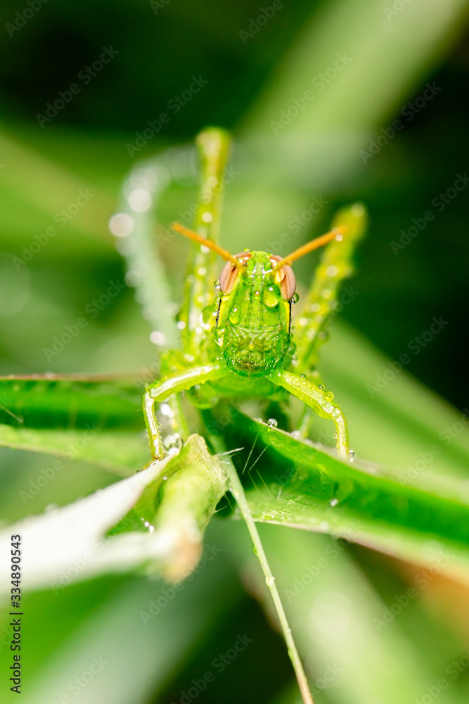 Giant Grasshopper also known as Valanga irregularis. Giant Grasshopper also known as Valanga irregularis.