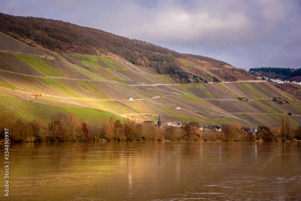 Fototapeta premium vineyards of wehlener sonnenuhr