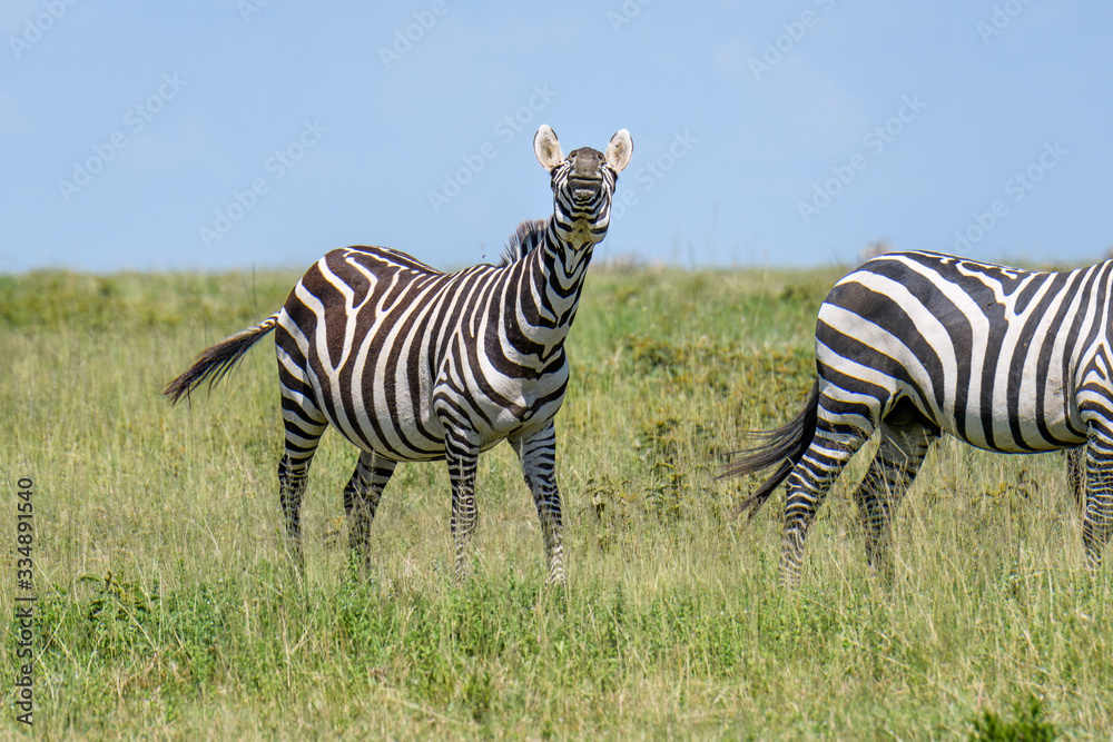Fototapeta premium Braying zebra on the savannah, Serengeti National Park, Tanzania