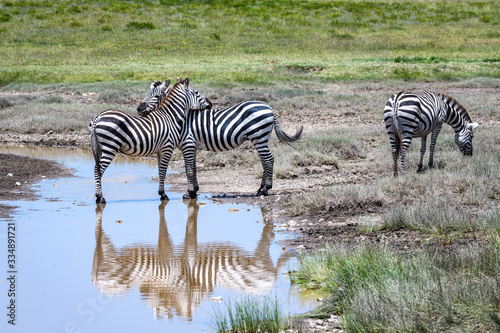 Zebras relaxing during the great migration  Serengeti National Park  Tanzania 