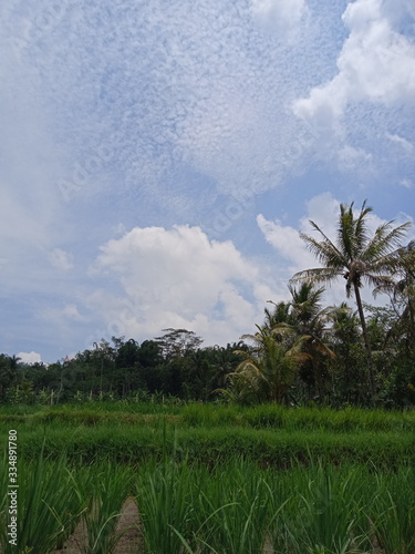 Lush rice field views