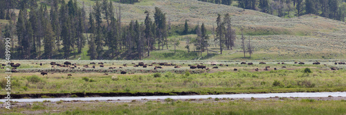 Bison in a Valley by Soda Butte Creek