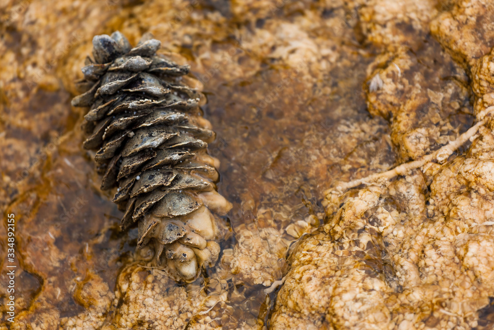 Pine Cone Resting in Geothermal Water Pine Cone Resting in Geothermal Water