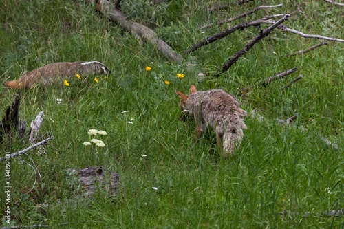 Badger and a Coyote at Yellowstone photo