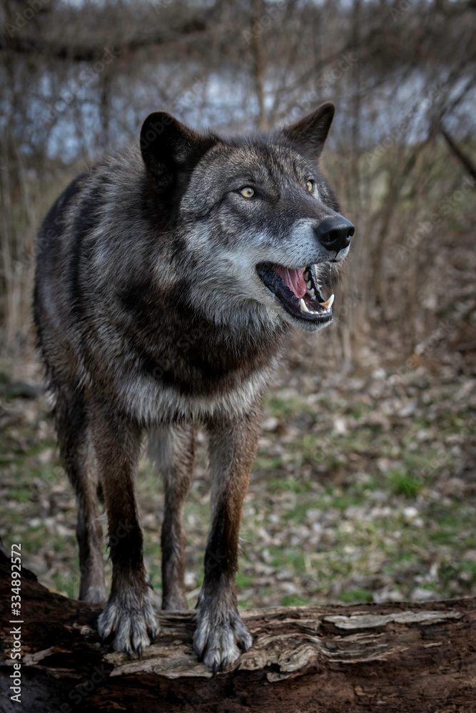 Wolves in springtime in the Midwest