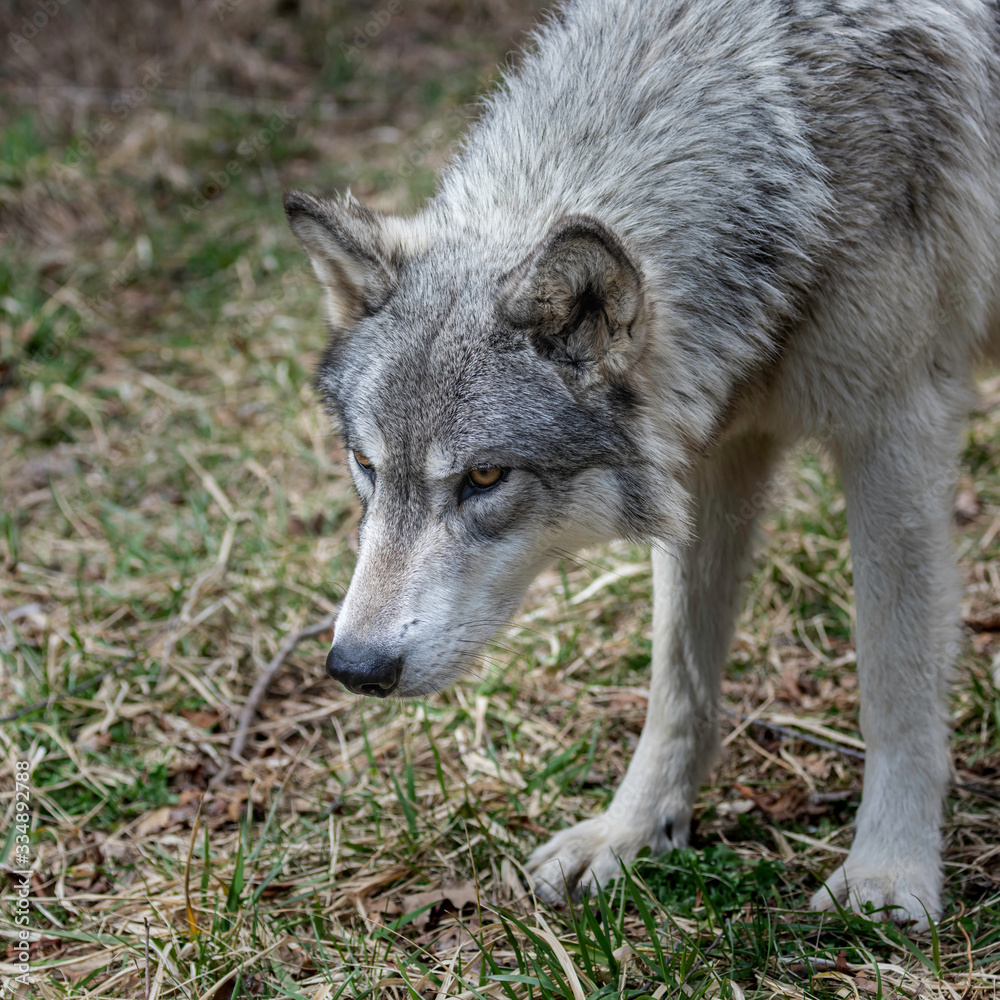 Wolves in springtime in the Midwest Wolves in springtime in the Midwest