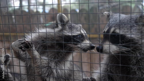 cute raccoons take food from people through the bars pushing and eating nuts