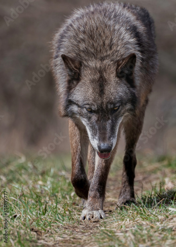 Wolves in springtime in the Midwest