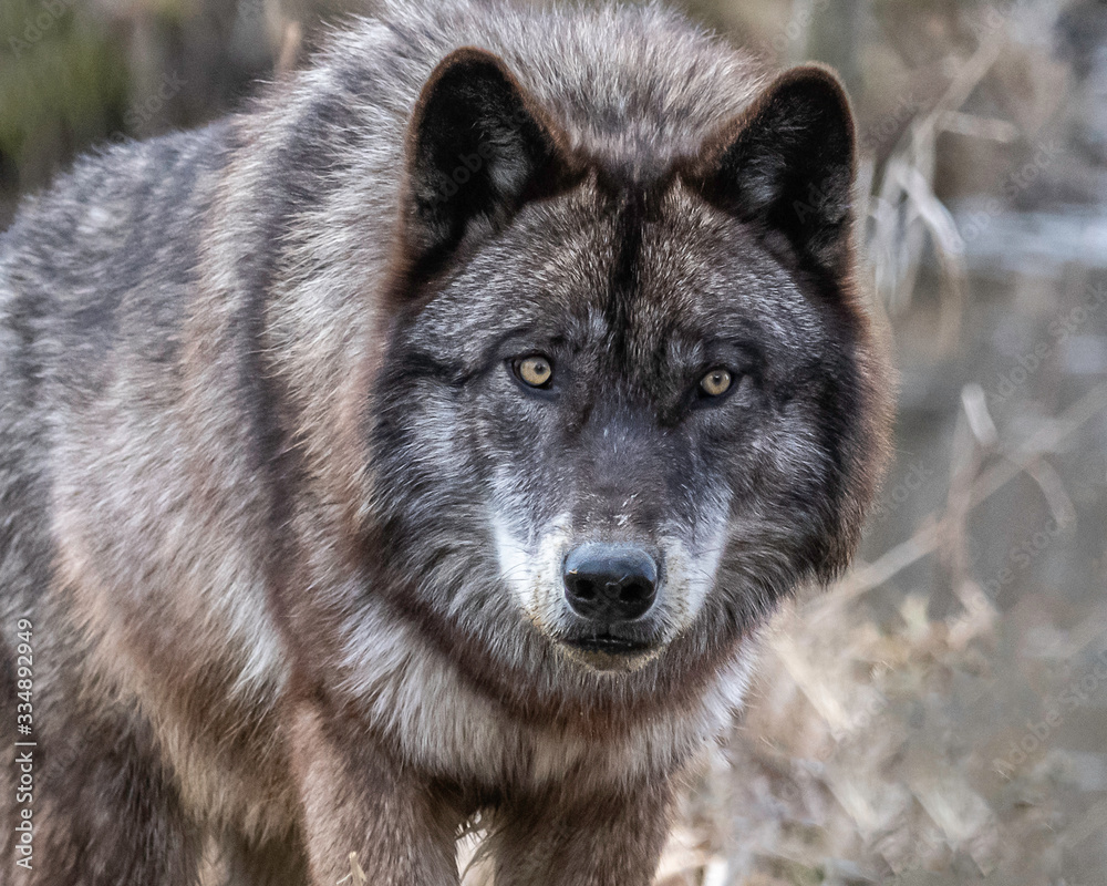 Single wolf  in the Midwest US posing for the camera.