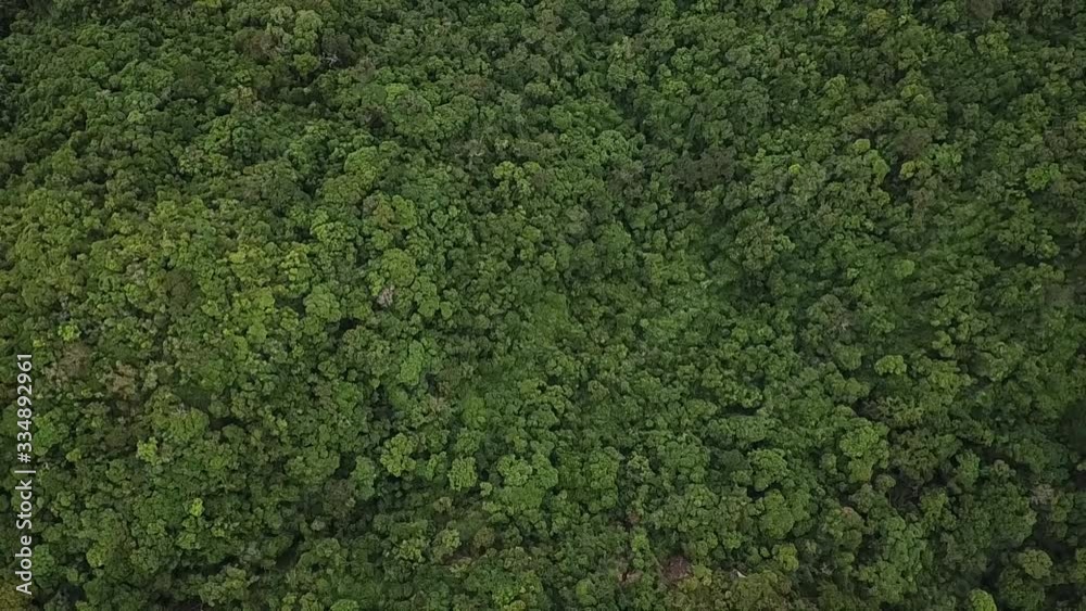 wild forest wild forest