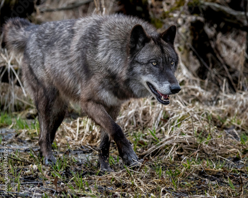 Wolves in springtime in the Midwest